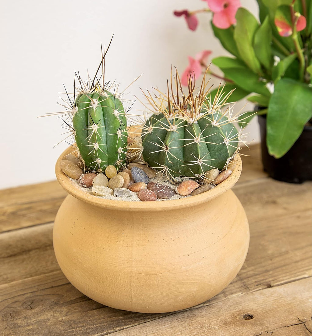 Assorted Cactus Plants Live Cactus Decor (4PK) F7840