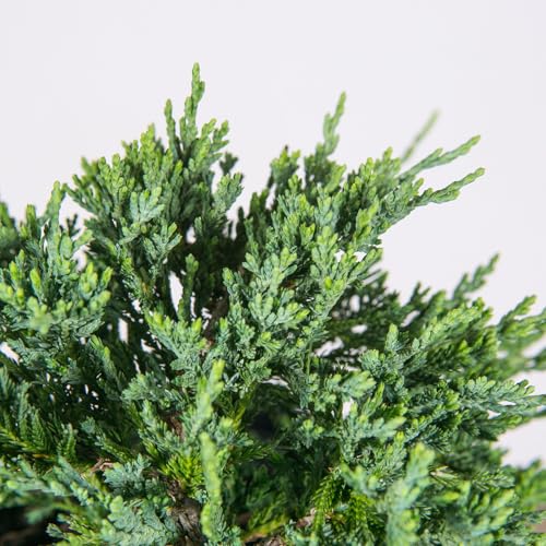 Blue Rug Juniper 3 Gallon Evergreen Groundcover Shrub H480