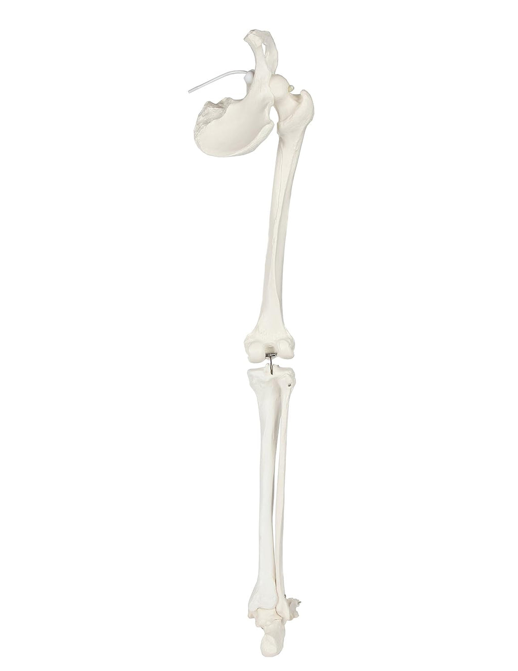 Life-Size 36 Anatomical Human Leg Skeleton Model with Removable Hip Joint and Articulated Foot A36718