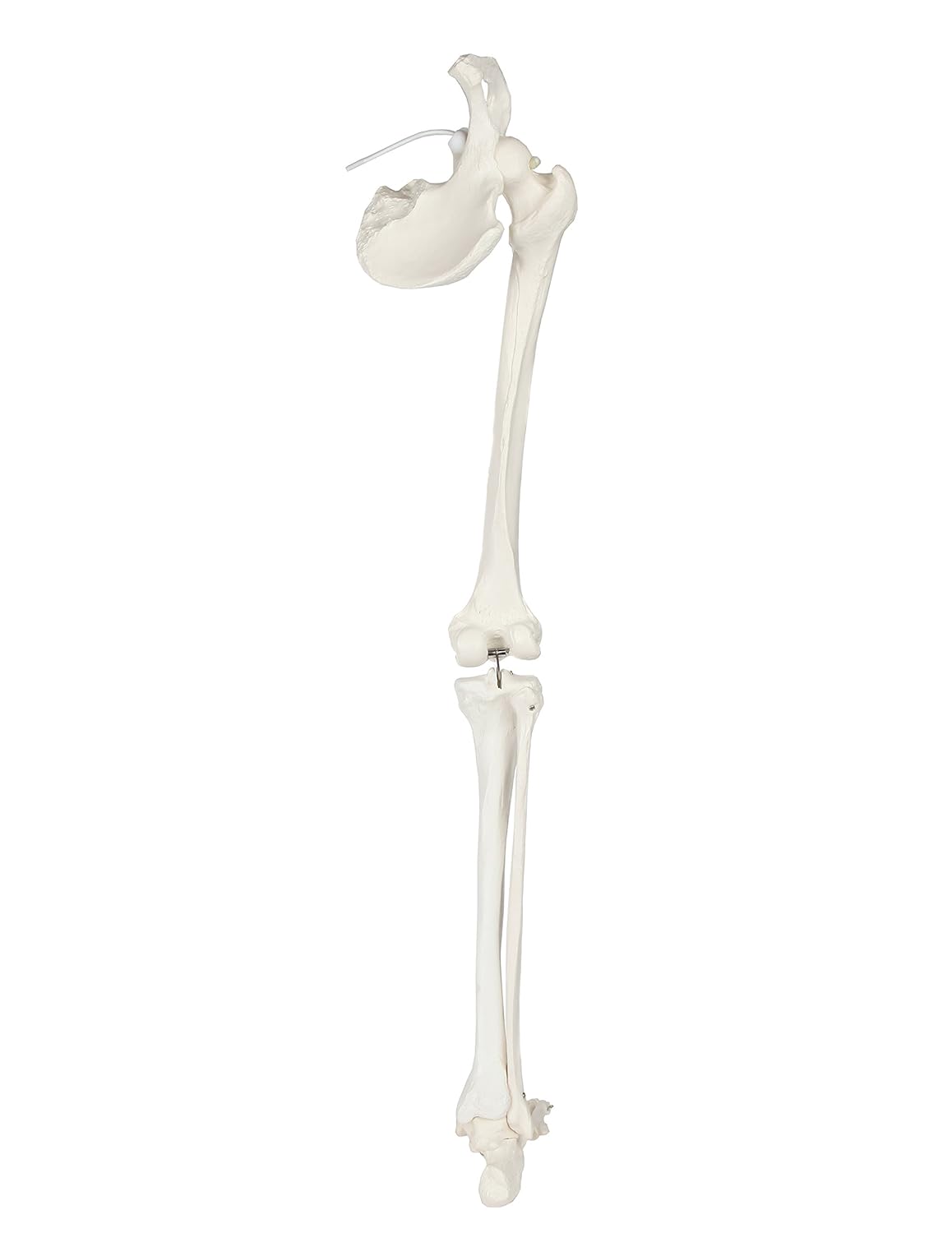 Life-Size 36 Anatomical Human Leg Skeleton Model with Removable Hip Joint and Articulated Foot A36718