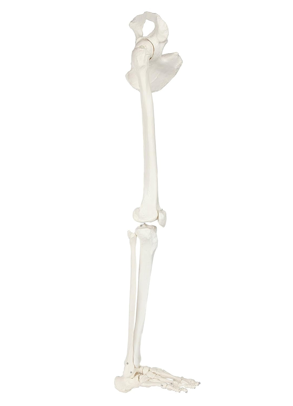 Life-Size 36 Anatomical Human Leg Skeleton Model with Removable Hip Joint and Articulated Foot A36718