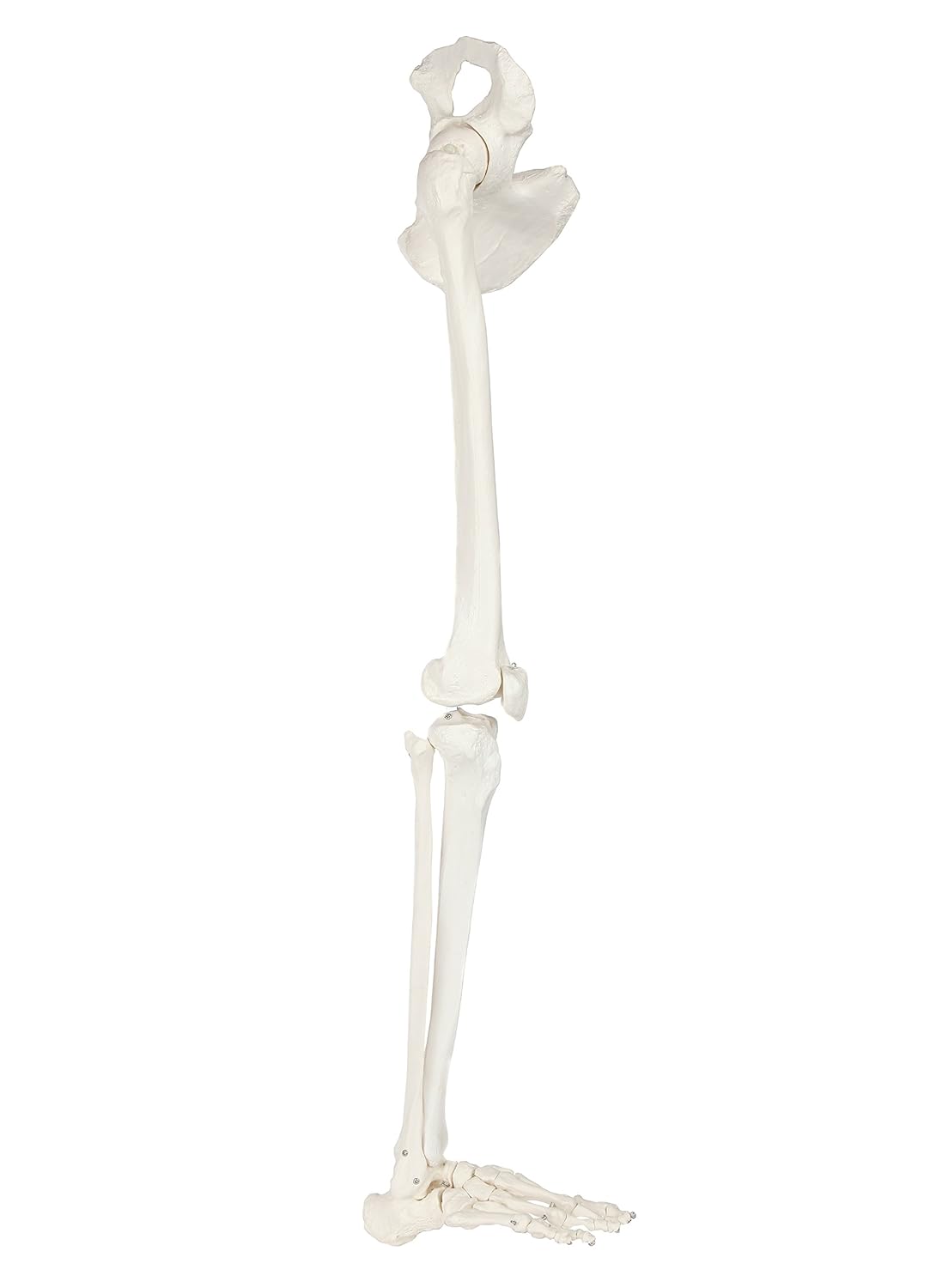 Life-Size 36 Anatomical Human Leg Skeleton Model with Removable Hip Joint and Articulated Foot A36718