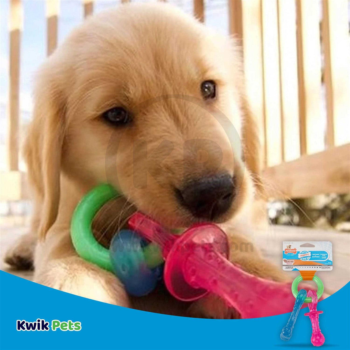 Puppy Chew Teething Pacifier G1957