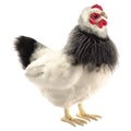 Black and White French Hen Plush E9879