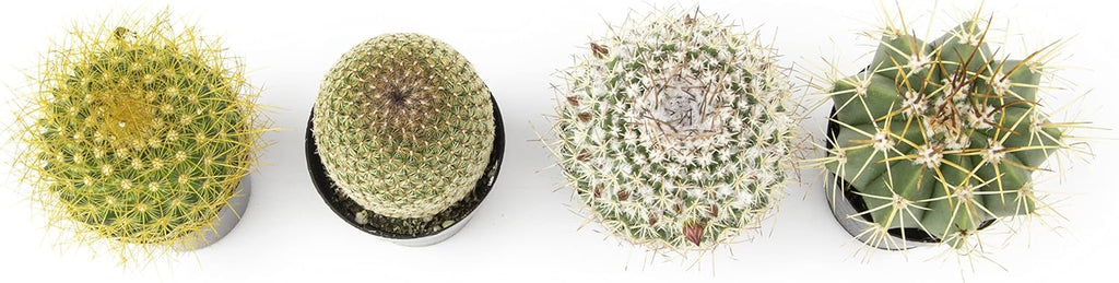 Assorted Cactus Plants Live Cactus Decor (4PK) F7840