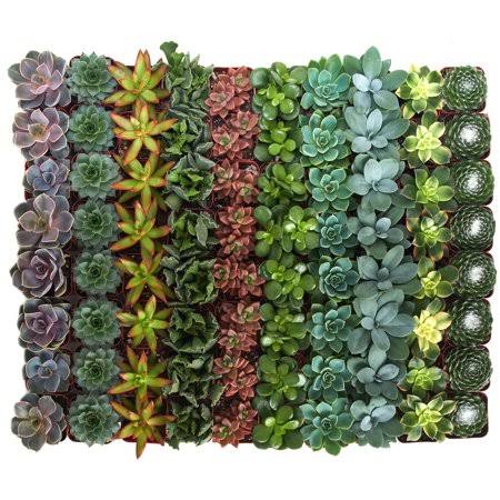 Assorted Succulent Collection of 40 C344363