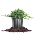 Blue Rug Juniper 3 Gallon Evergreen Groundcover Shrub H480