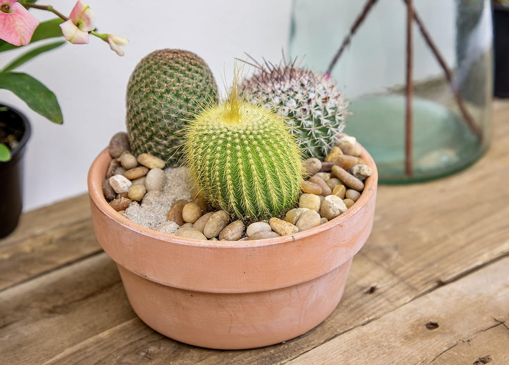 Assorted Cactus Plants Live Cactus Decor (4PK) F7840