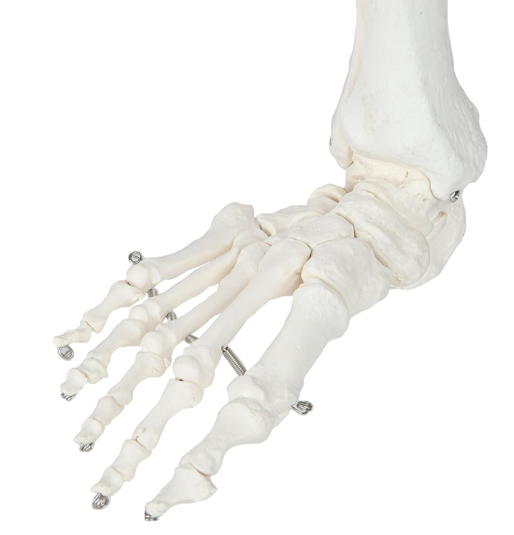 Life-Size 36 Anatomical Human Leg Skeleton Model with Removable Hip Joint and Articulated Foot A36718