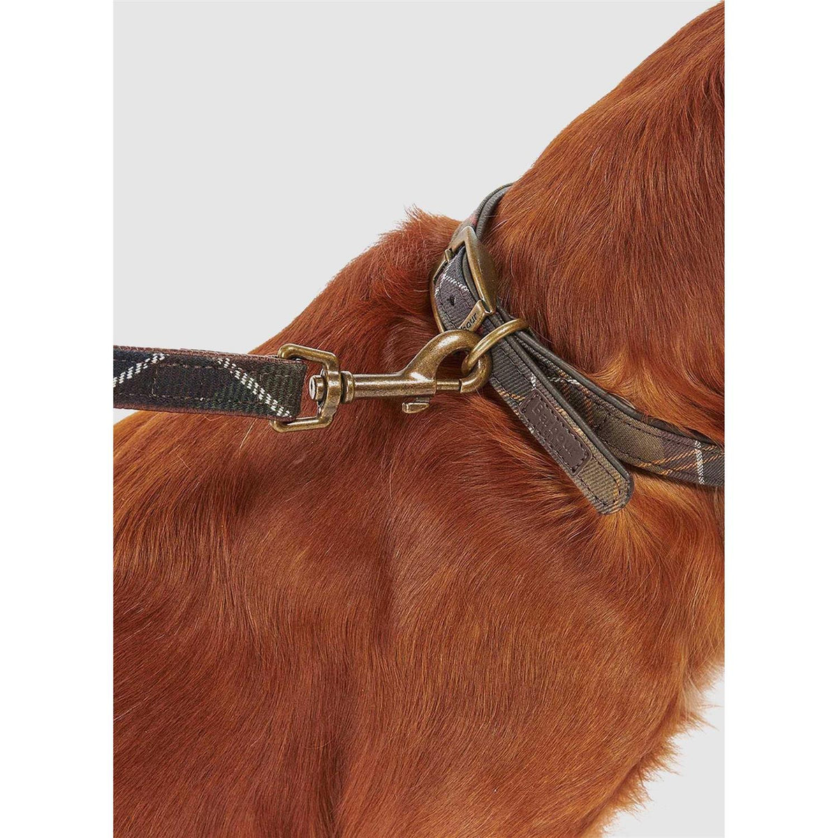 Tartan Webbing Collar U98481