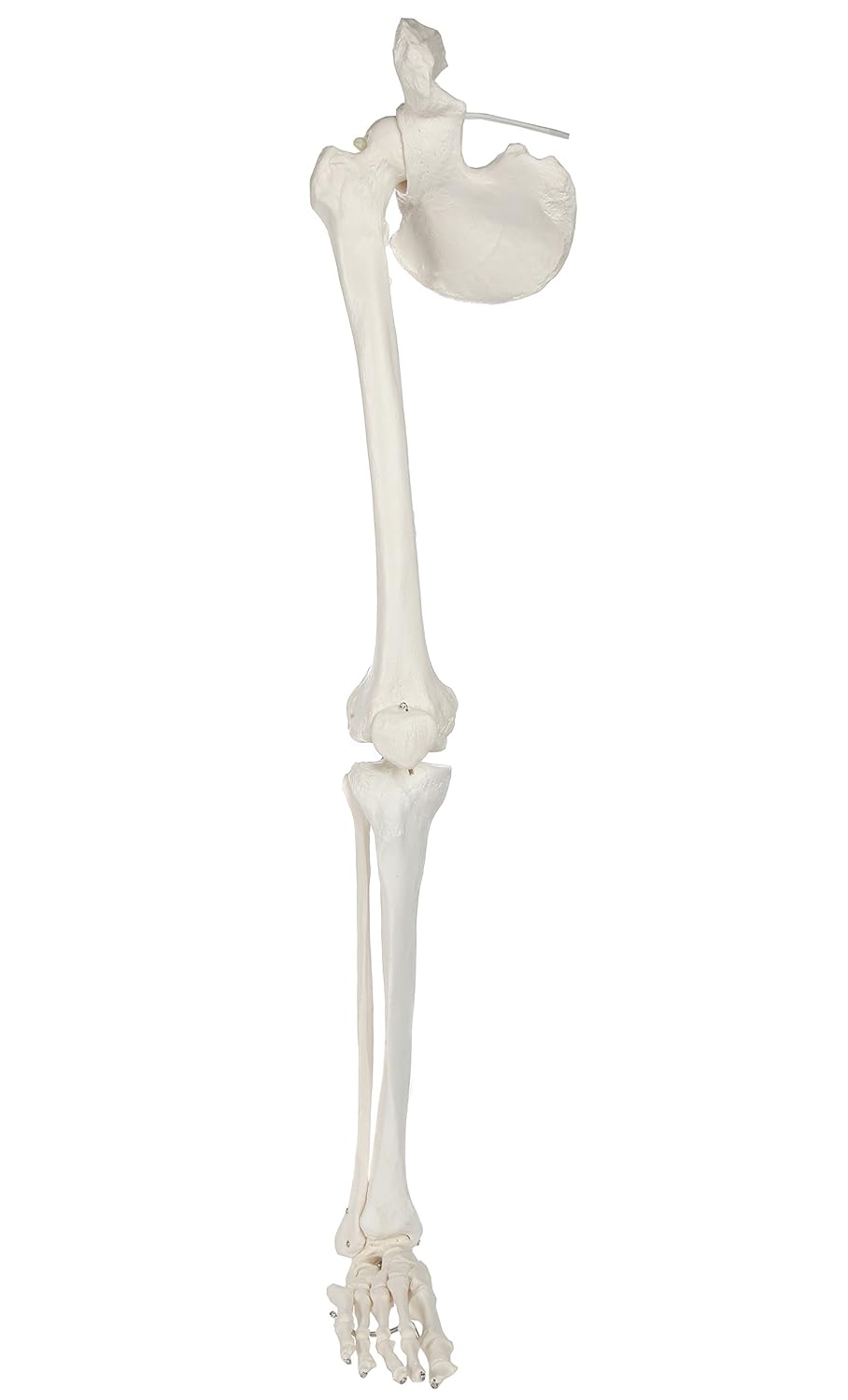 Life-Size 36 Anatomical Human Leg Skeleton Model with Removable Hip Joint and Articulated Foot A36718