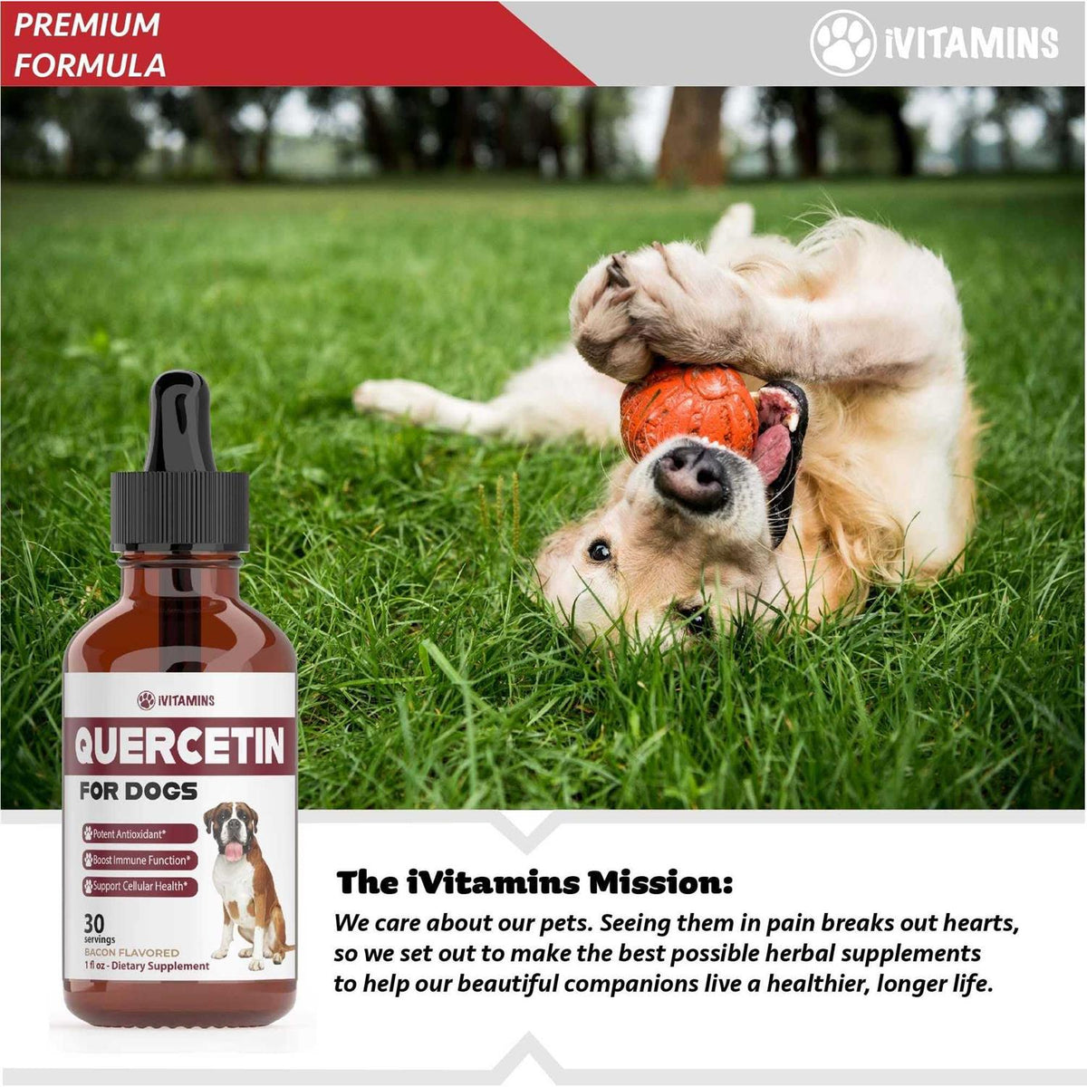 Quercetin for Dogs Allergy Relief L948