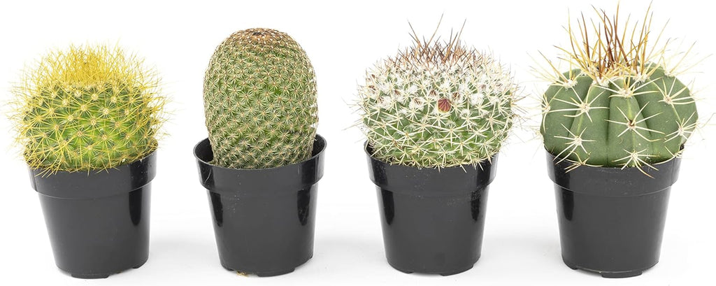 Assorted Cactus Plants Live Cactus Decor (4PK) F7840