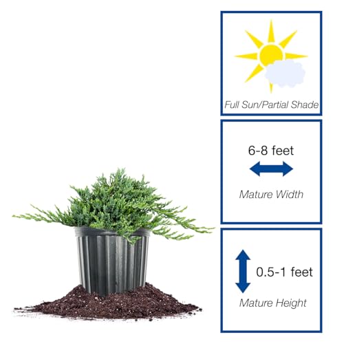 Blue Rug Juniper 3 Gallon Evergreen Groundcover Shrub H480