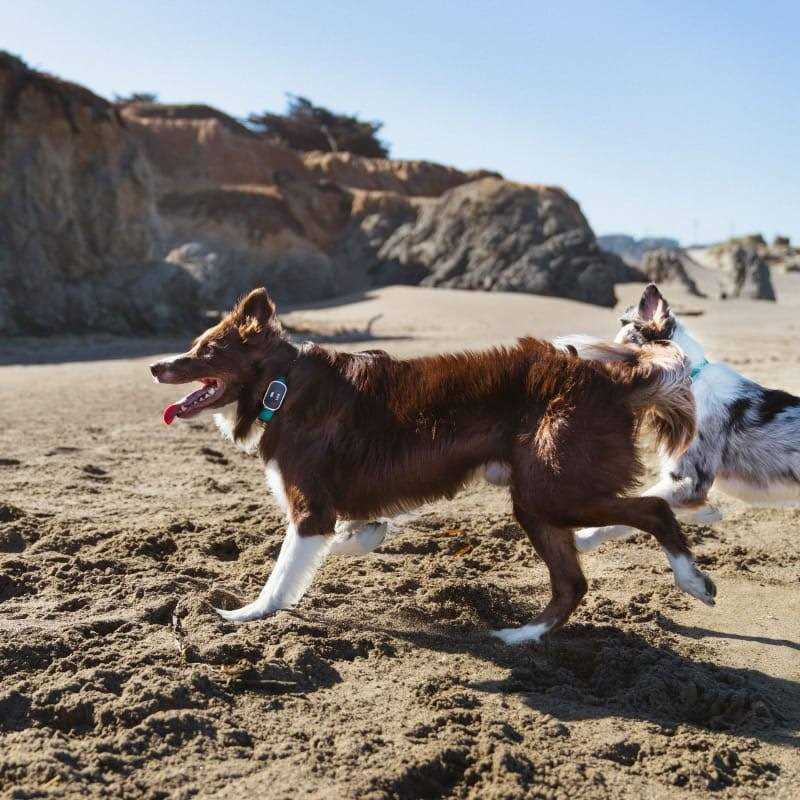 GPS Dog Tracker & Activity Monitor T584510