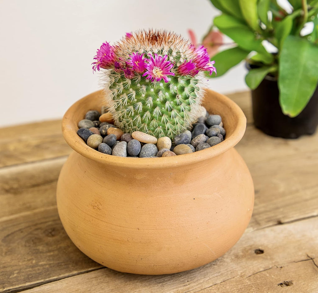 Assorted Cactus Plants Live Cactus Decor (4PK) F7840