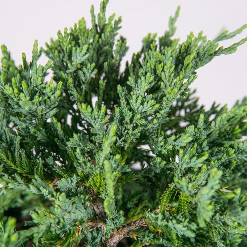 Blue Rug Juniper 3 Gallon Evergreen Groundcover Shrub H480
