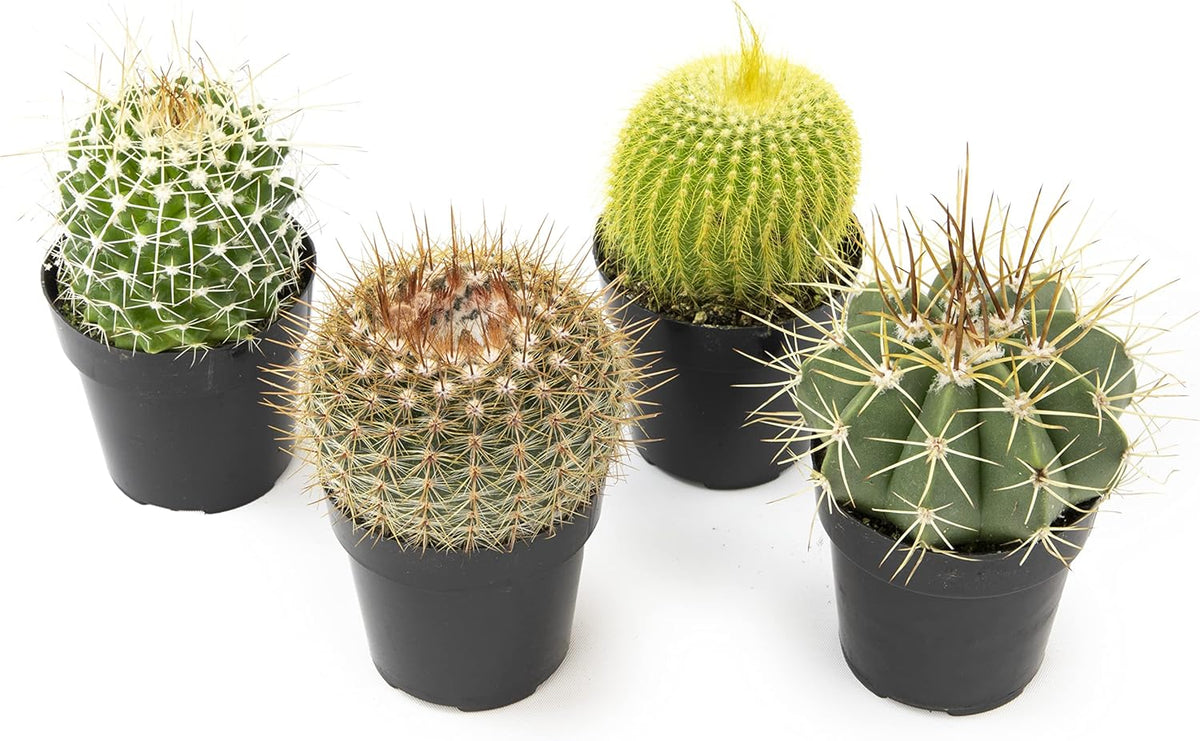 Assorted Cactus Plants Live Cactus Decor (4PK) F7840