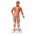 1/3 Life-Size 2-Part Muscle Figure Z606908