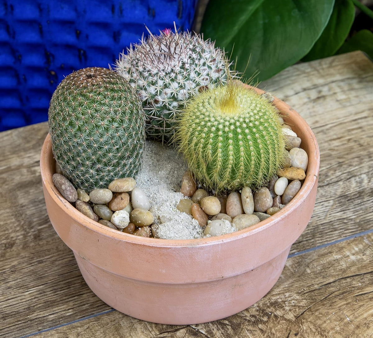 Assorted Cactus Plants Live Cactus Decor (4PK) F7840