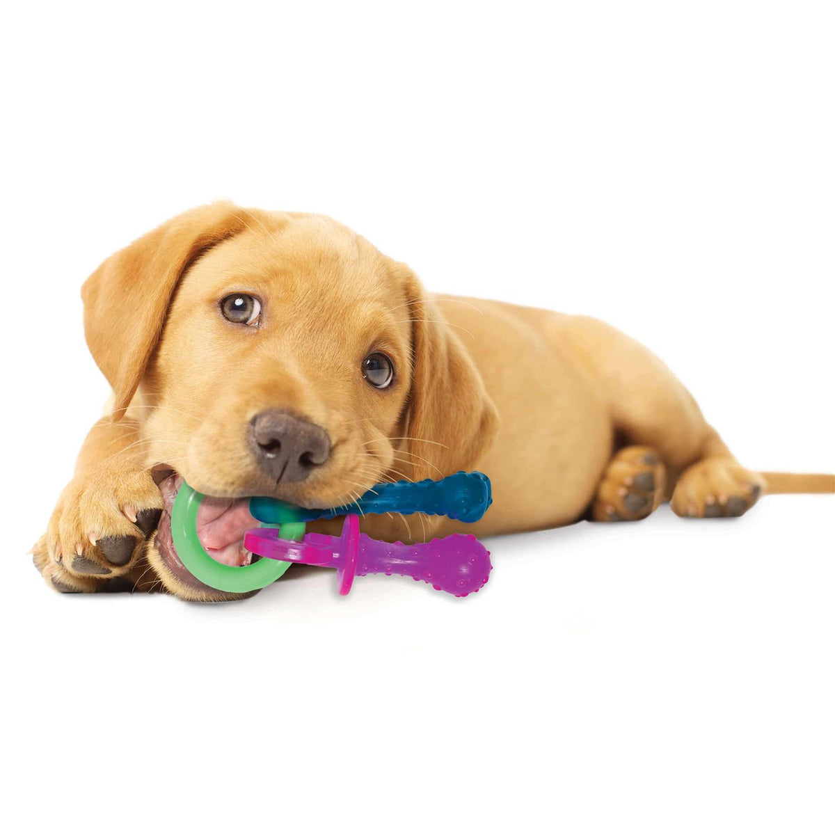 Puppy Chew Teething Pacifier G1957