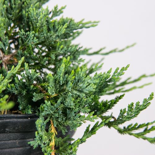 Blue Rug Juniper 3 Gallon Evergreen Groundcover Shrub H480