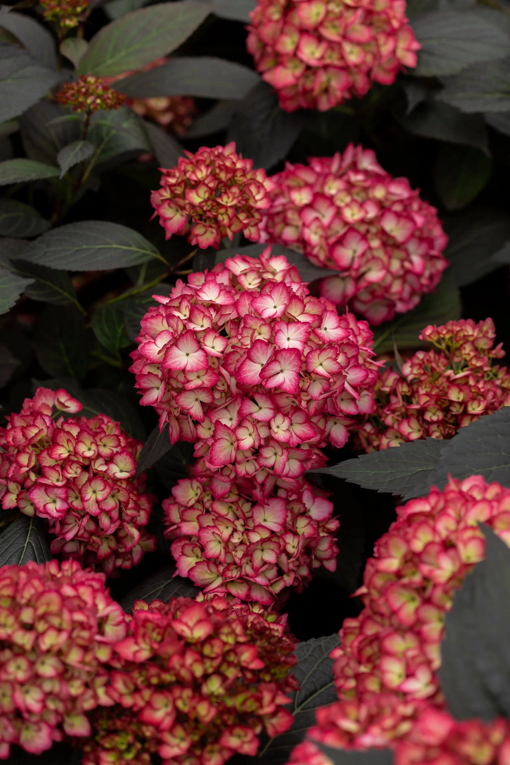 Bigleaf Hydrangea O8758
