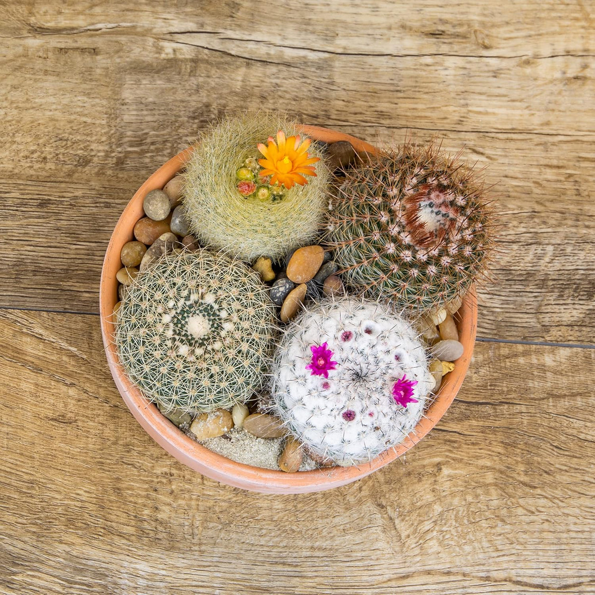 Assorted Cactus Plants Live Cactus Decor (4PK) F7840