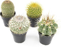 Assorted Cactus Plants Live Cactus Decor (4PK) F7840