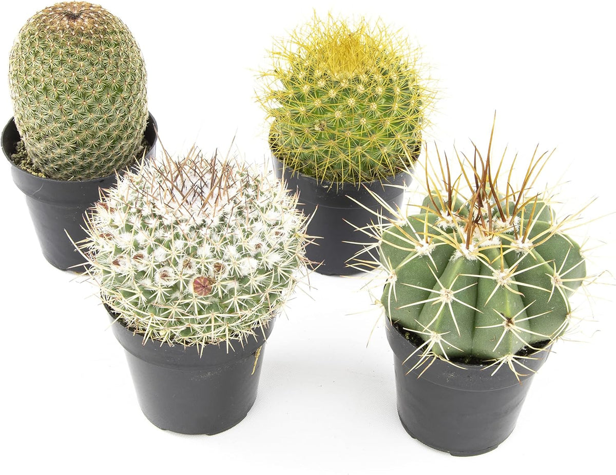 Assorted Cactus Plants Live Cactus Decor (4PK) F7840