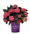 Bigleaf Hydrangea O8758