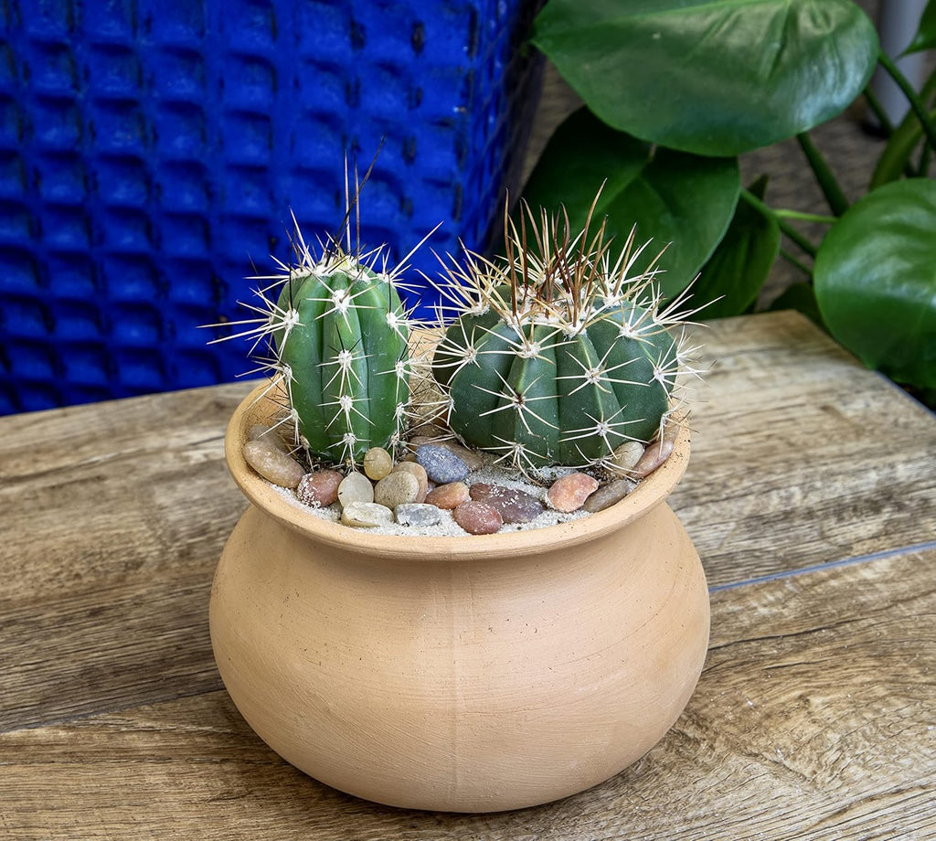 Assorted Cactus Plants Live Cactus Decor (4PK) F7840