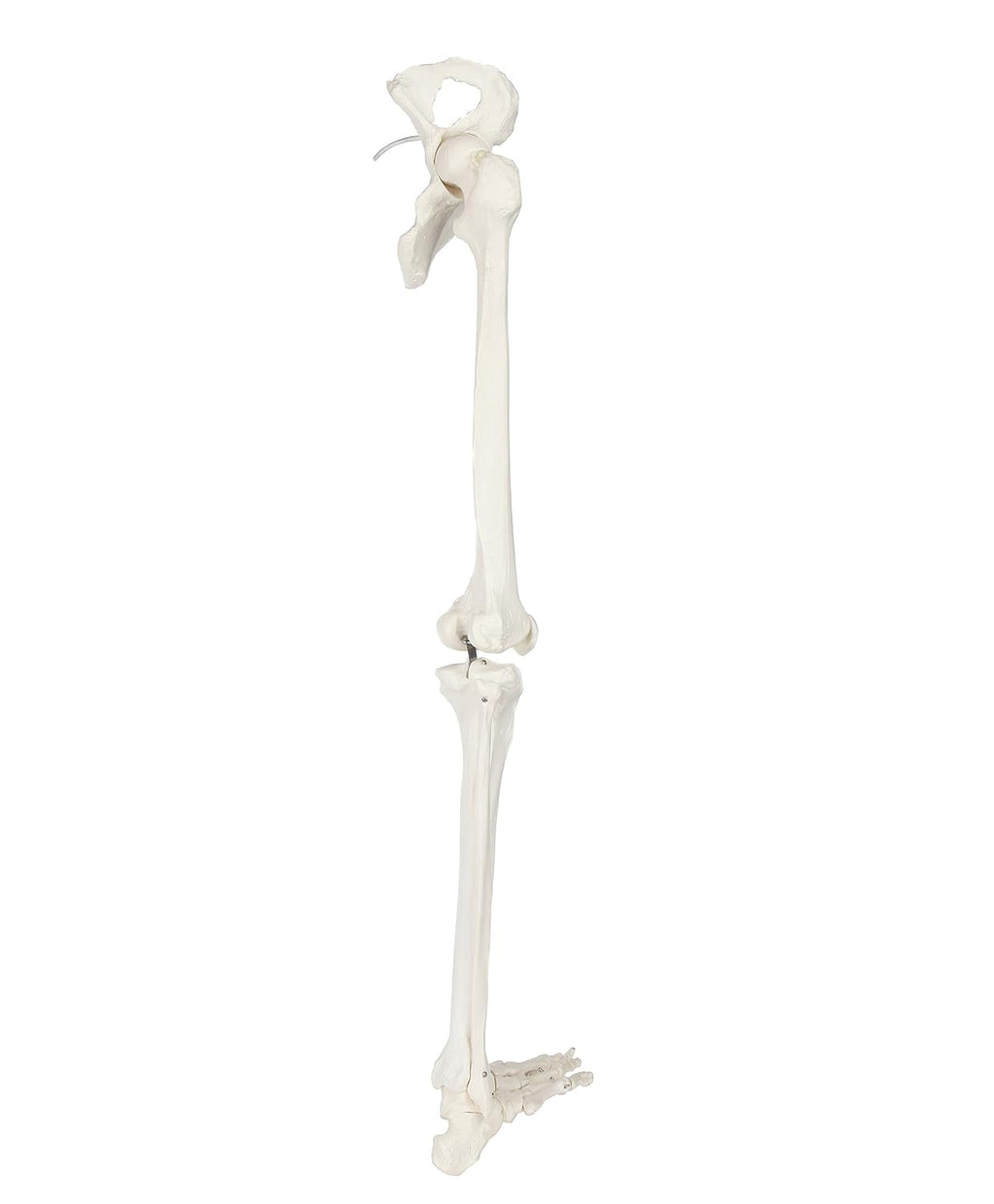Life-Size 36 Anatomical Human Leg Skeleton Model with Removable Hip Joint and Articulated Foot A36718