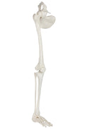 Life-Size 36 Anatomical Human Leg Skeleton Model with Removable Hip Joint and Articulated Foot A36718