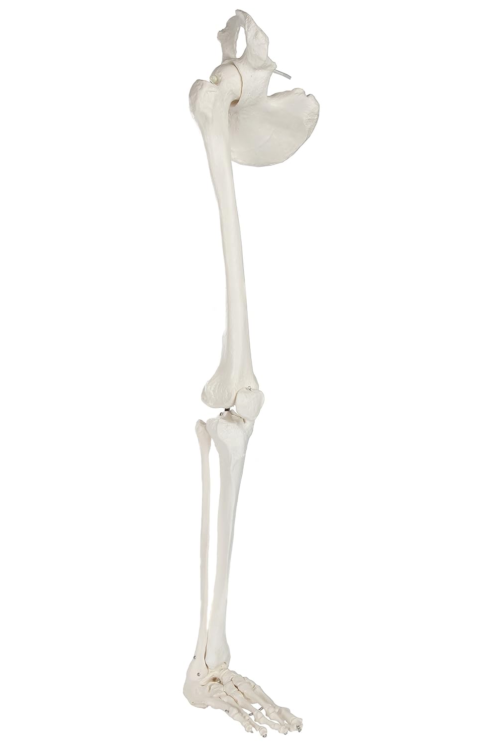 Life-Size 36 Anatomical Human Leg Skeleton Model with Removable Hip Joint and Articulated Foot A36718